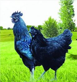 欧洲老鸡视频,一段穿越时光的影像之旅